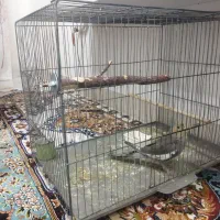 عروس پاریس ۸ ماهه سینامون نیمه دستی|پرنده|اهواز, فرهنگ شهر|دیوار