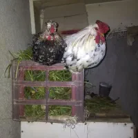 تخم‌مرغ نطفه مرغ وخروس جوجه گلین