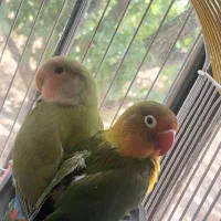 پرنده طوطی برزیلی  جفت