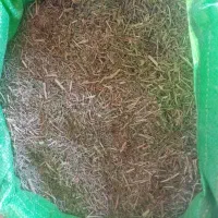 کاه خار شتر درجه یک فروشی