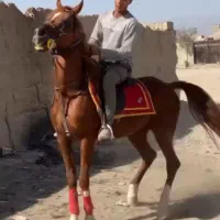 نریان عرب ایرانی