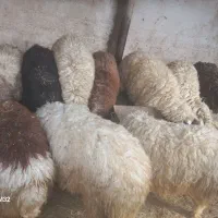 14راس بره|حیوانات مزرعه|حمیل, |دیوار