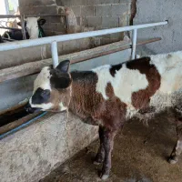 گوساله مونت بیلیارد ۴ ماهه سالم غذا خور