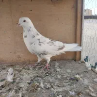 کبوتر غریبگیری ماده|پرنده|کرج, گوهردشت|دیوار