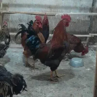 خروس فقط۴۷۰ تومن برای قربانی
