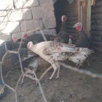 ۱۱عددبوقلمون فروشی