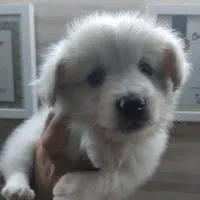 پودل مالتیپو پامر شیتزو مالتیز تریر|سگ|تهران, پاسداران|دیوار
