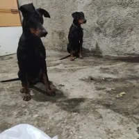 دوبرمن خالص|سگ|شیراز, دروازه قران|دیوار