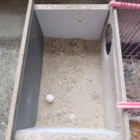 عروس هلندی نر ماده|پرنده|مبارکه, |دیوار