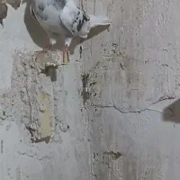 نر پشت هفت رنگ ظمانتی