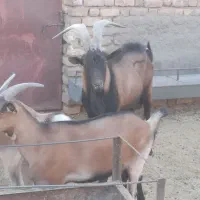 تکه آلپاین اصل