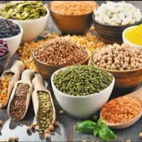 لوبیا قرمز بذری خمین