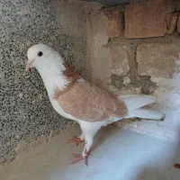 کفتر پشت دار