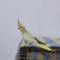 دو عدد جوجه عروس هلندی پنج ماهه