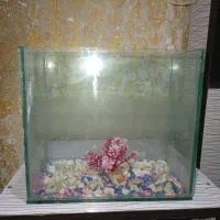 اکواریوم