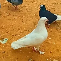 تکی و یک جا به فروش میرسند