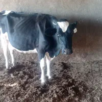 گاو شکم سه با گوساله ماده|حیوانات مزرعه|کاشمر, |دیوار