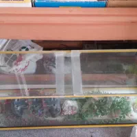 آکواریوم با کلبه چوبی و تمامی وسایل (بسیار تمیز )|ماهی|اصفهان, شهرک کاوه|دیوار