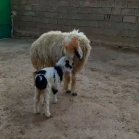 شیشک زایده|حیوانات مزرعه|مسجد سلیمان, |دیوار