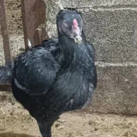 مرغ لاری مولد