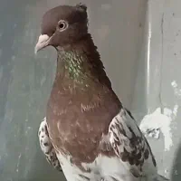 باسلام یک عدد کله سرخ ماده زات قدیم