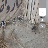 خال افشون نر