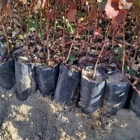 عرض ادب خدمت کشاورزان