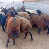 11بره نر|حیوانات مزرعه|تربت جام, جلگه موسی آباد|دیوار