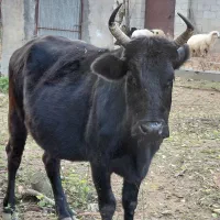 گاو دورگ محلی ۸ ماه شکم ۲ راس|حیوانات مزرعه|رشت, استادسرا|دیوار