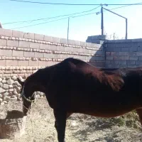 فروش اسب|اسب و تجهیزات اسب‌سواری|جوین, |دیوار