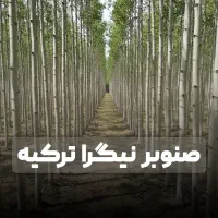 نهال صنوبر نیگرا ترکیه با کیفیت تضمینی