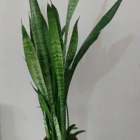 سانسوریا ابلق