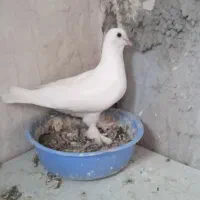 کبوتر لوتی. تهرانی. بالا