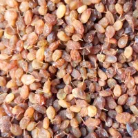 کشمش بی دانه درجه یک تازه سال|خوردنی و آشامیدنی|کامیاران, |دیوار