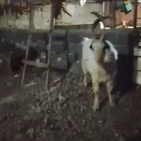 نر بز چاتما