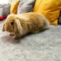 خرگوش