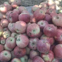 سیب قرمز