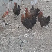 مرغ .تعدادی فریح ۷ماهه .جوان تازه تخم میزارن|حیوانات مزرعه|مرند, |دیوار