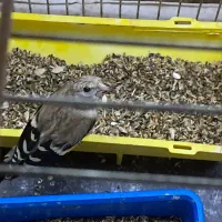 جوجه سهره تعدادبالادونه ای ۱۵۰۰تومن