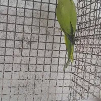 فروش تعداد طوطی|پرنده|پارسیان, |دیوار