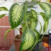 گل خوش رنگ قشنگ|گل و گیاه طبیعی|بوکان, |دیوار