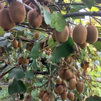 فروش کیوی|عمده‌فروشی|کومله, |دیوار
