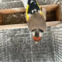 سهره|پرنده|شیراز, انجیر|دیوار