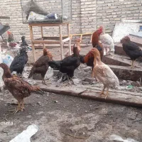 تعدادی مرغ وخر وس لاری اصل وجوان|حیوانات مزرعه|مشهد, یوسفیه (شهرک غرب)|دیوار