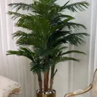 درختچه تزئینی نخل اریکا