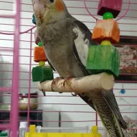 عروس هلندی گم شده