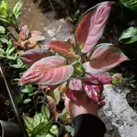 گل آپارتمانی آگلونما  قرمز سرخ شرابی