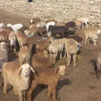 استخدام‌چوپان‌برای‌مراوه‌تپه