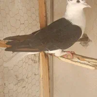 کفتر رنگه عروسک