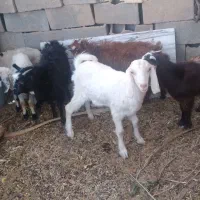 بره و کهره سالم